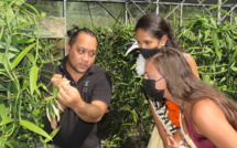 Les Miss goûtent aux plaisirs de l'île soeur