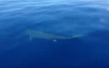Insolite : un requin tigre de plus de 4 m à Tahiti ! (vidéo)