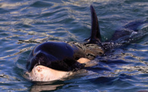 Nouvelle-Zélande: un bébé orque meurt après de vaines recherches pour retrouver sa mère