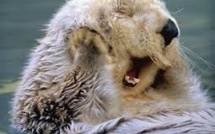 Les loutres de mer au secours d'un estuaire californien menacé par des algues