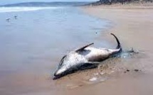 USA: la surmortalité des grands dauphins de l'Atlantique due à un virus