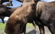 Ivres, des élans forcent la police suédoise à intervenir