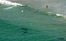La Réunion, île aux requins malgré elle