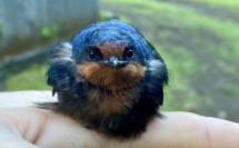 Les ‘Ope’a de Tahiti sont-elles uniques ?