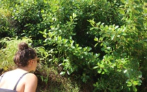 Clusia minor, la belle envahissante