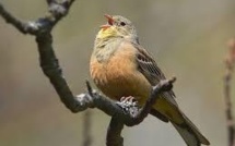 Landes : action des défenseurs des oiseaux contre la chasse à l'ortolan