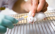 Des cartes postales pour transporter le sperme lyophilisé de souris