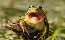 De petites grenouilles tropicales entendent... par la bouche