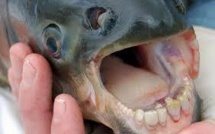 Un cousin du piranha pêché dans la Seine