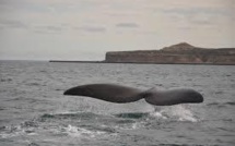 Les eaux territoriales de l'Uruguay, sanctuaire pour baleines et dauphins