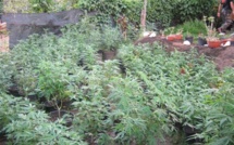 Moorea: 1048 pieds de cannabis sur le plateau des ananas