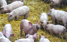 ​Pas de quartier pour la porcherie de la Presqu’île