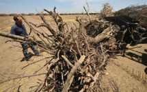 Ravagée par la sécheresse, la Californie arrache ses précieux amandiers