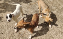 Chiens errants en Terre des Hommes