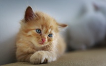 Des célébrités réclament la fin de la vente d'animaux, notamment en ligne