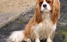 A 13 ans, il kipnappe un chien... contre 150 euros de rançon