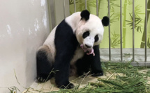 Un panda est né au zoo de Singapour après une insémination artificielle