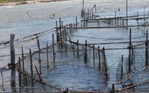 Tahaa : un ancien boxeur assène un coup de poing mortel