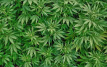 Cannabis : saisie de près de 2 400 plants sur Tahiti et Taha’a