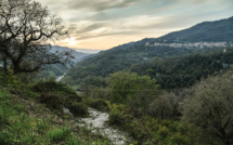 La faune sauvage sous la menace des incendies