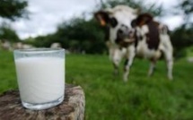 Une "Milk Valley" dans l'Ouest de la France pour être à la pointe sur le lait