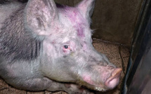 Maltraitance animale: images et témoignage choc de L214