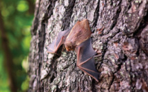 Dans leur enfance, des chauves-souris babillent comme les bébés humains