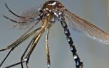 Dengue, chikungunya : découverte d'un nouveau vecteur potientiel à Mayotte