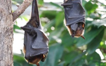 Et si les chauves-souris détenaient la clé d'une vieillesse bien portante