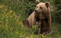 116 bêtes victimes de l'ours dans les Pyrénées en 2013