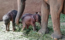 Le plastique menace les espèces migratrices en Asie-Pacifique, avertit l'Onu