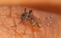 Épidémie de chikungunya en Papouasie-Nouvelle-Guinée