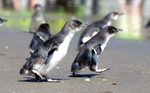 Nouvelle-Zélande: le changement climatique responsable de l'hiver le plus doux jamais enregistré