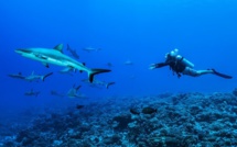 Les clubs de plongée priés de réduire leurs risques pendant l'épidémie