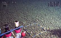 Chercher des métaux loin sous les mers? L'UICN se penche sur un moratoire
