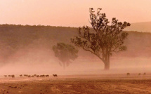 Australie: un petit garçon autiste retrouvé après trois jours dans l'Outback