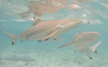 ​Sursis après la morsure d'un enfant par un requin à l'ex-Lagoonarium