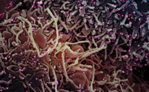 Virus: le variant Mu potentiellement préoccupant, estime le régulateur européen