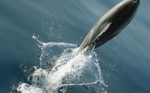 Menacé, le grand dauphin sous étroite surveillance en Méditerranée