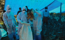 Un cas de grippe aviaire dans les Ardennes, les volailles françaises confinées dans les zones sensibles