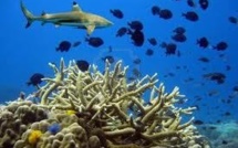 Australie: la surpêche de requin menace les coraux