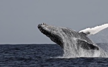 La vie de la baleine se lit dans son oreille