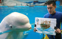 Des bélugas s'adonnent à la peinture dans un aquarium japonais