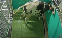 Les vaches envoyées au petit coin pour réduire les gaz à effet de serre