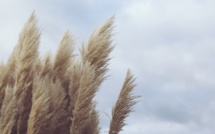 Les plantes invasives, casse-tête envionnemental