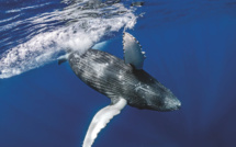 Une cagnotte pour protéger les baleines