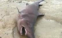Un requin familier des eaux chaudes s'échoue sur une plage du Morbihan