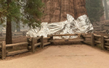 USA: des séquoias emballés dans de l'alumunium pour les protéger des incendies