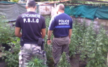 1 250 pieds de paka détruits à Papara