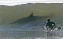 Risque requin à la Réunion: nouvel arrêté réglementant la baignade et les activités nautiques